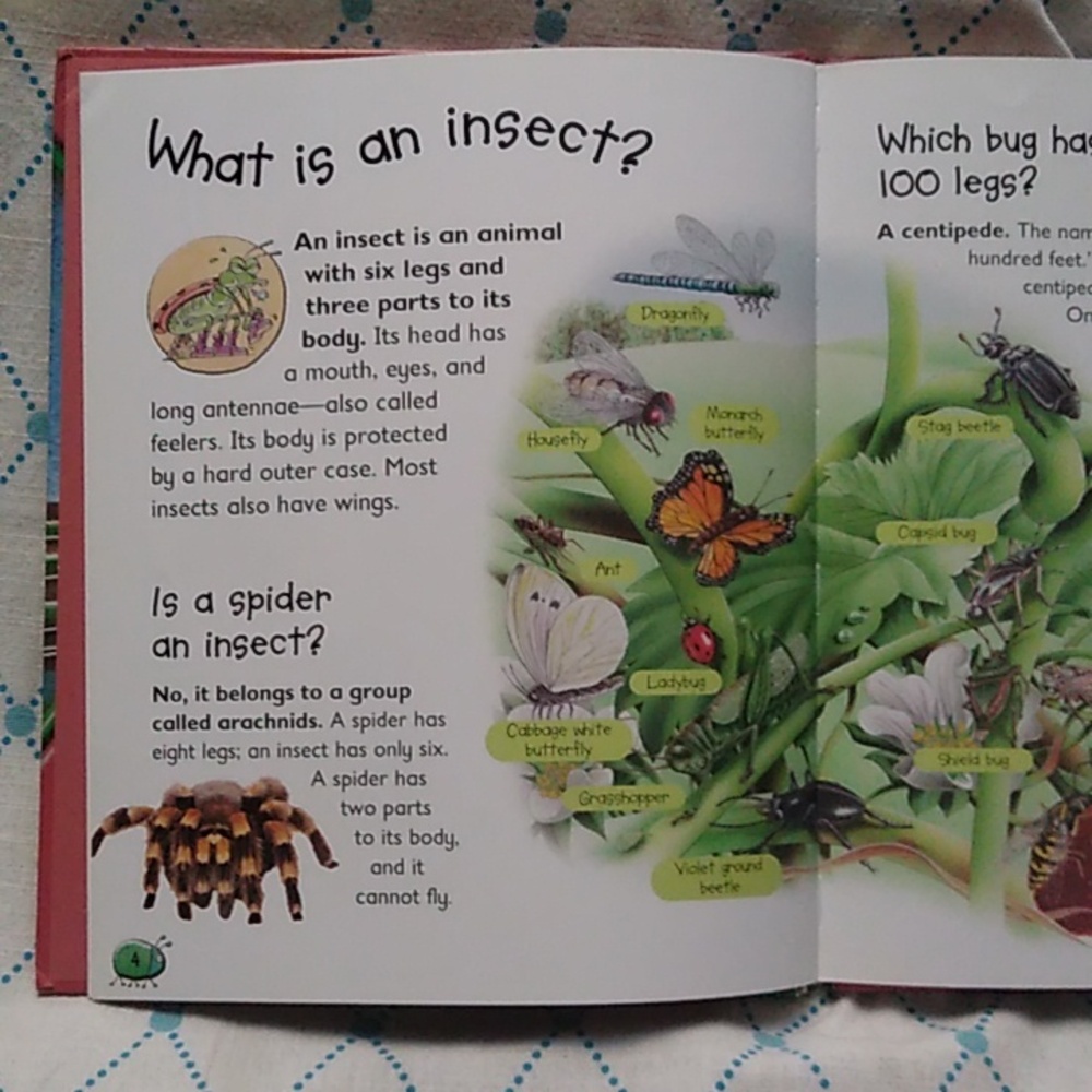 Which Bug Uses Torch Science Children's Picture Book Daycare Preschool Home - Picture 6 of 8